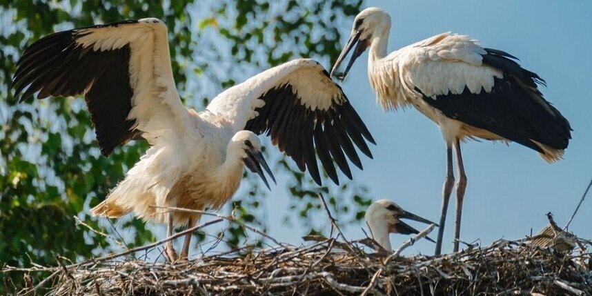    Алёна Бобрович