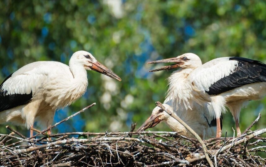    Алёна Бобрович