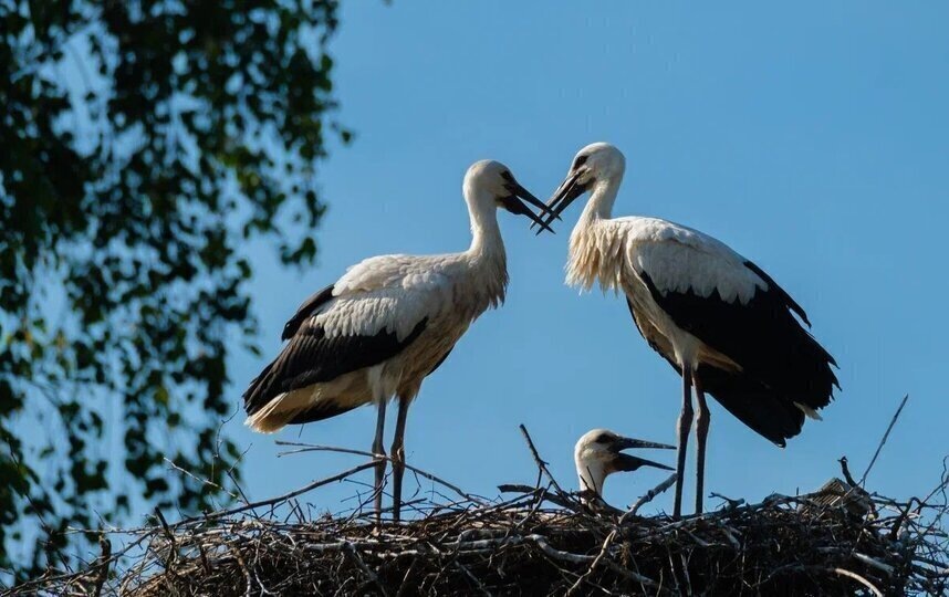    Алёна Бобрович