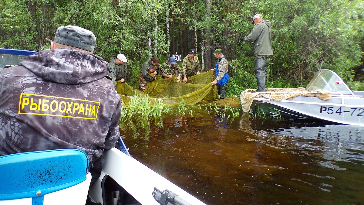    Три миллиона мальков нельмы выпустили в Северную Сосьву для спасения популяции