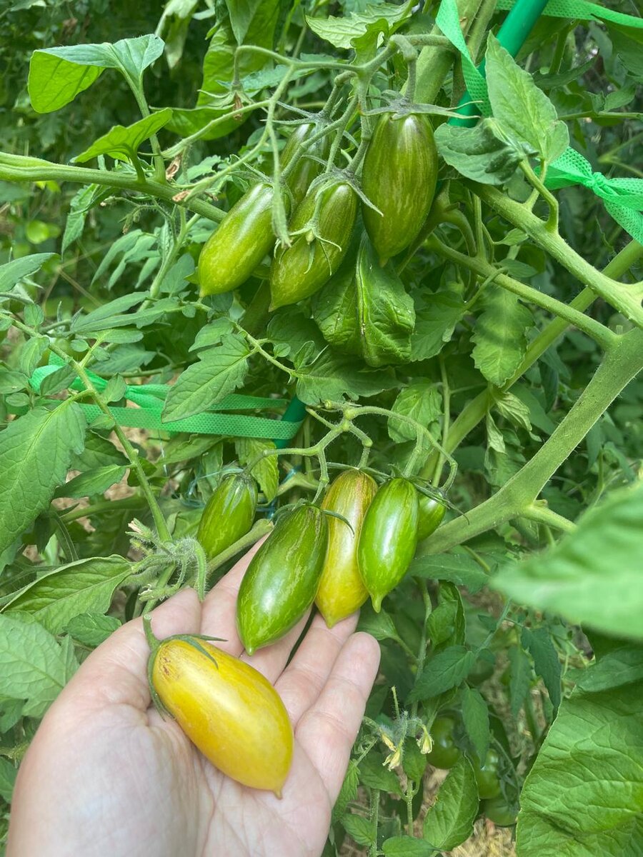 Бананово-лимонный Сингапур 18.07.2025