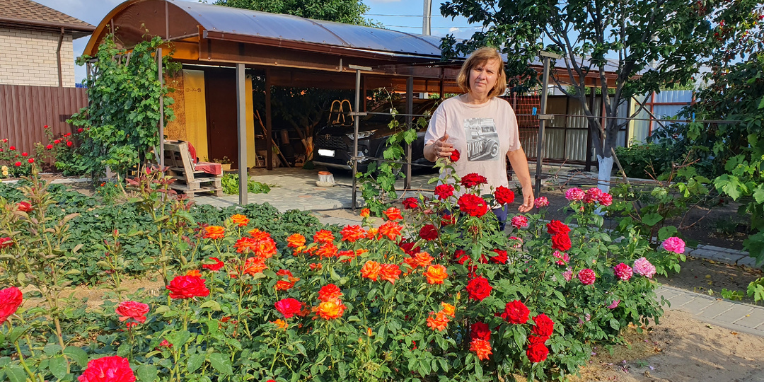 Чем опрыскивать розы от тли, пурпурной и черной пятнистости