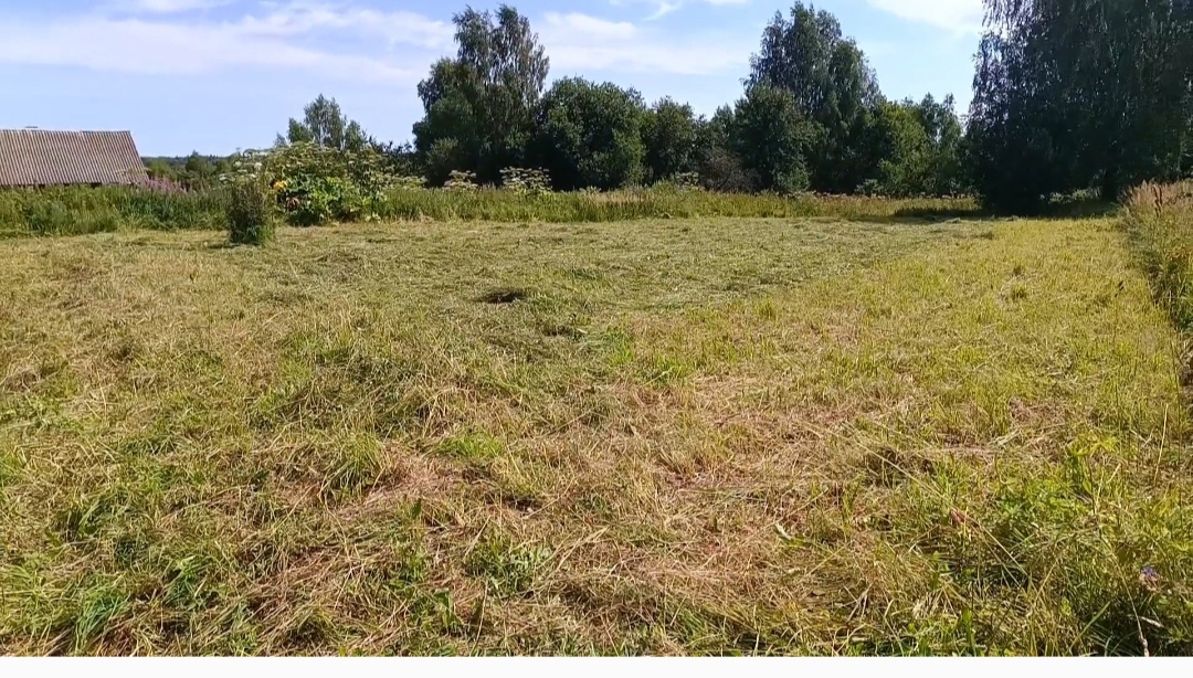 Наше поле,которое мы косим и сушим с мамой сами)