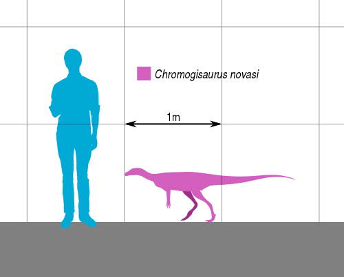 Хромогизавр по сравнению с человеком.