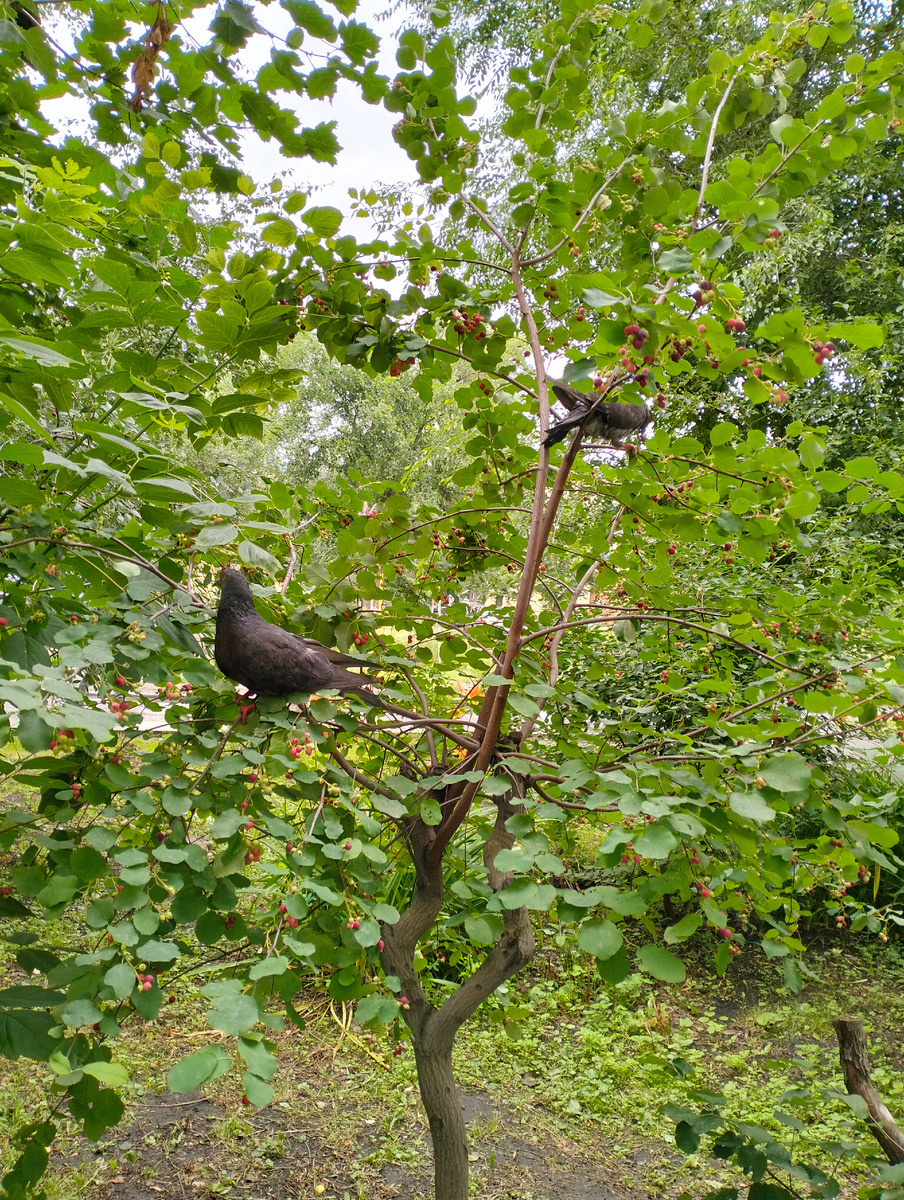 Это голуби клюют иргу.