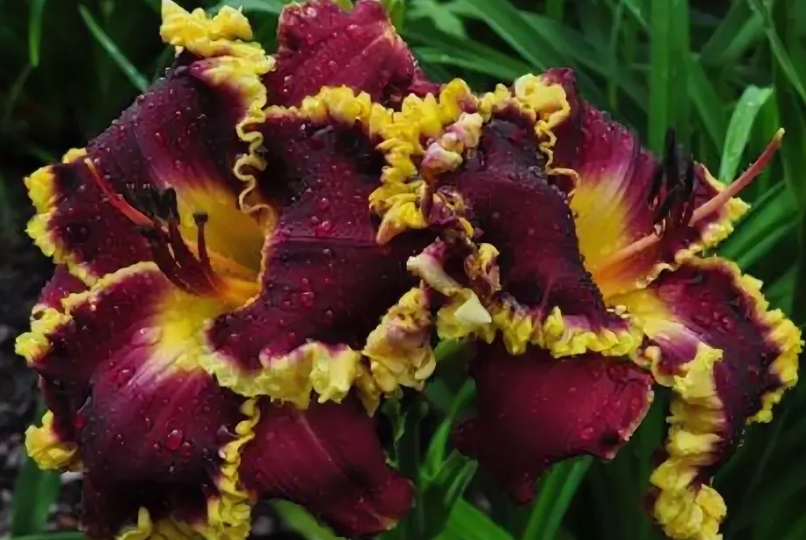 Враги лилейников: от чего страдают цветы прекрасного настроения