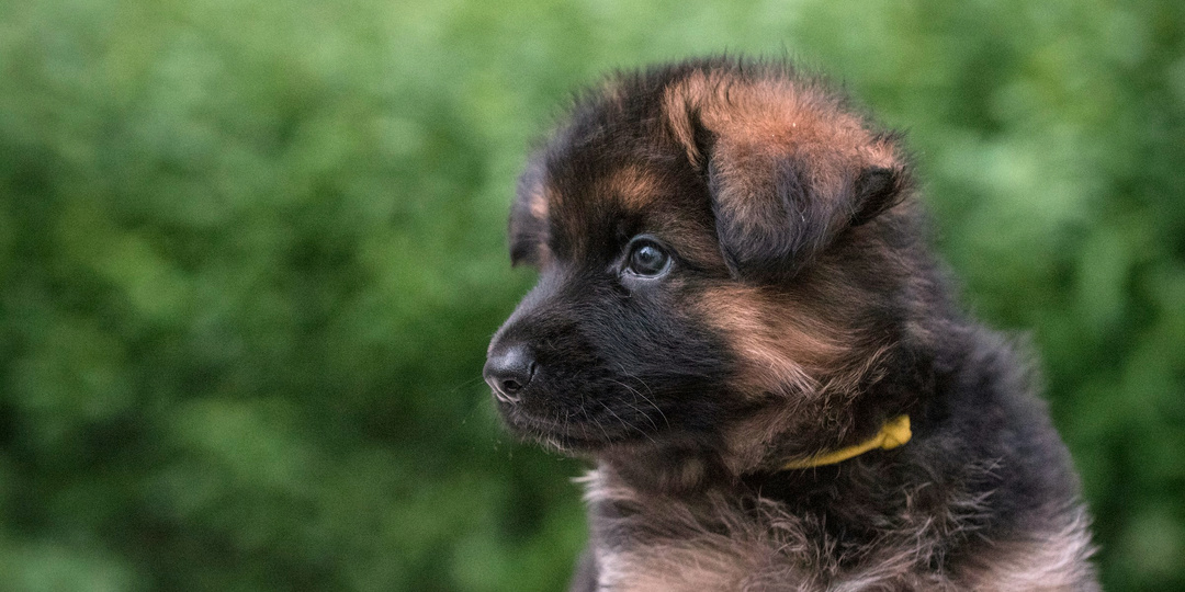 Неслучайная встреча