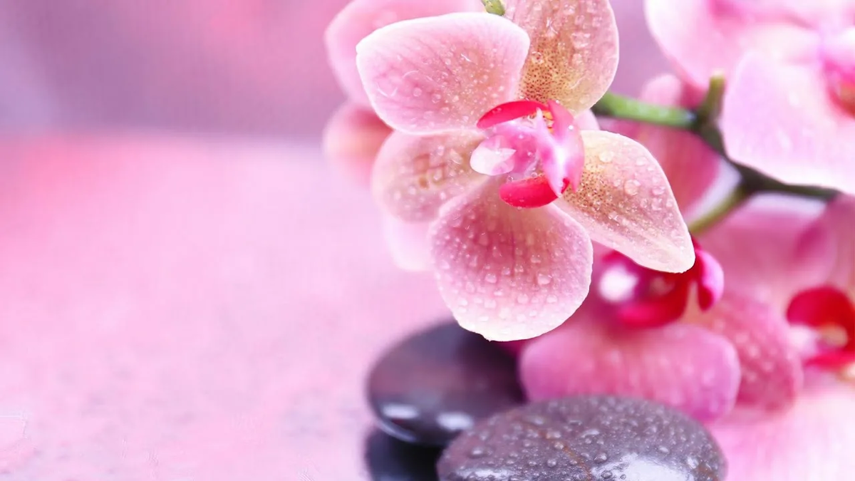 Фото с сайта: https://avatars.mds.yandex.net