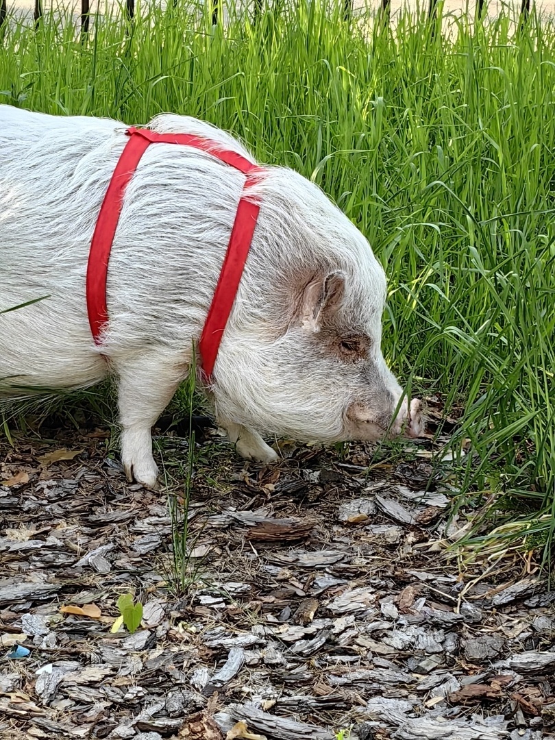 Пуфля – городская свинка и любимица местной публики