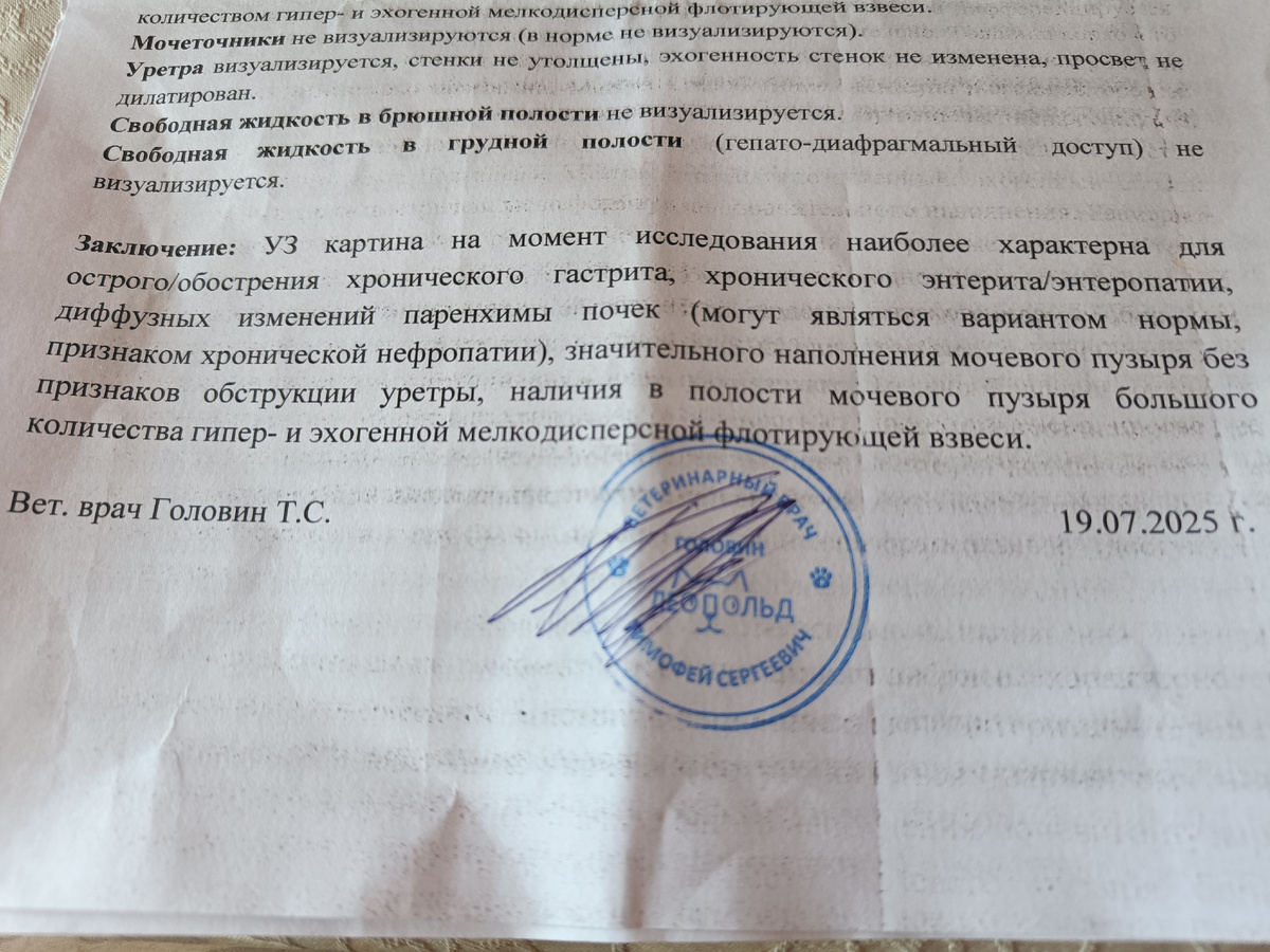 Заключение УЗИ