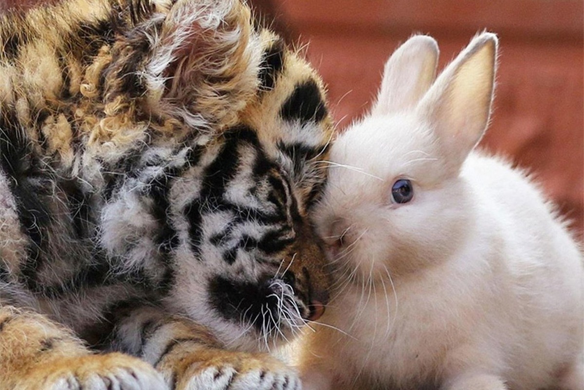 Тигр и кролик