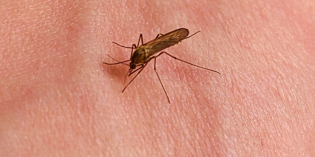 Комар спас жизнь!