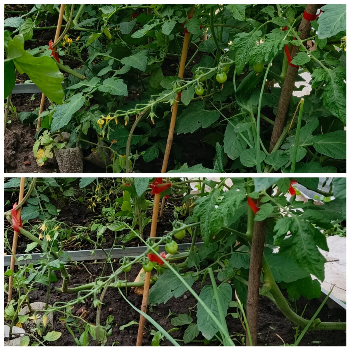 Томаты вяжут кисти в огромном количестве. Их я тоже кое-где убрала. Не успеют в открытом грунте вызреть все.