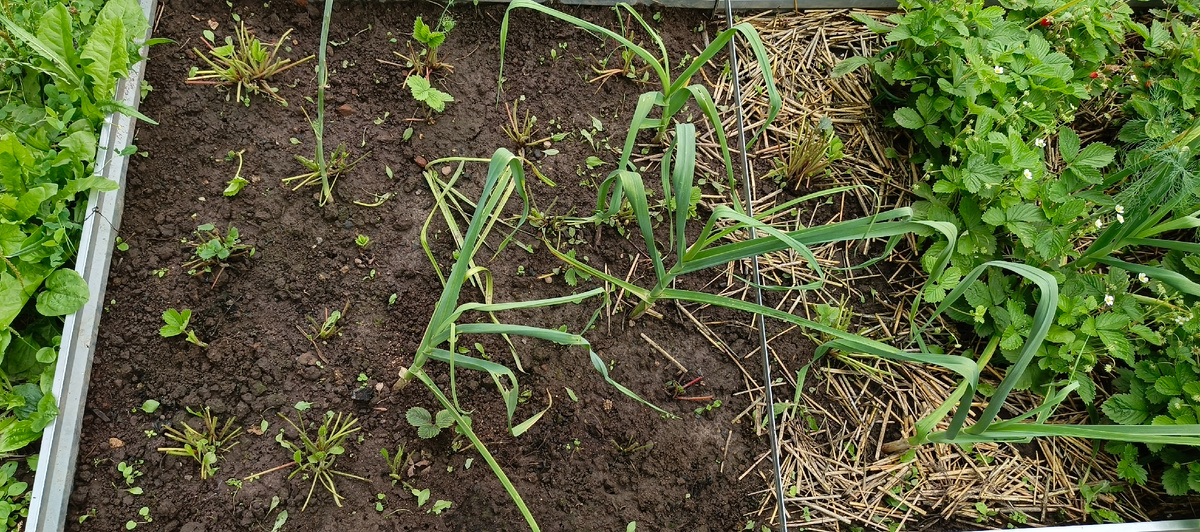 Кусты ремонтантной земляники оставила.