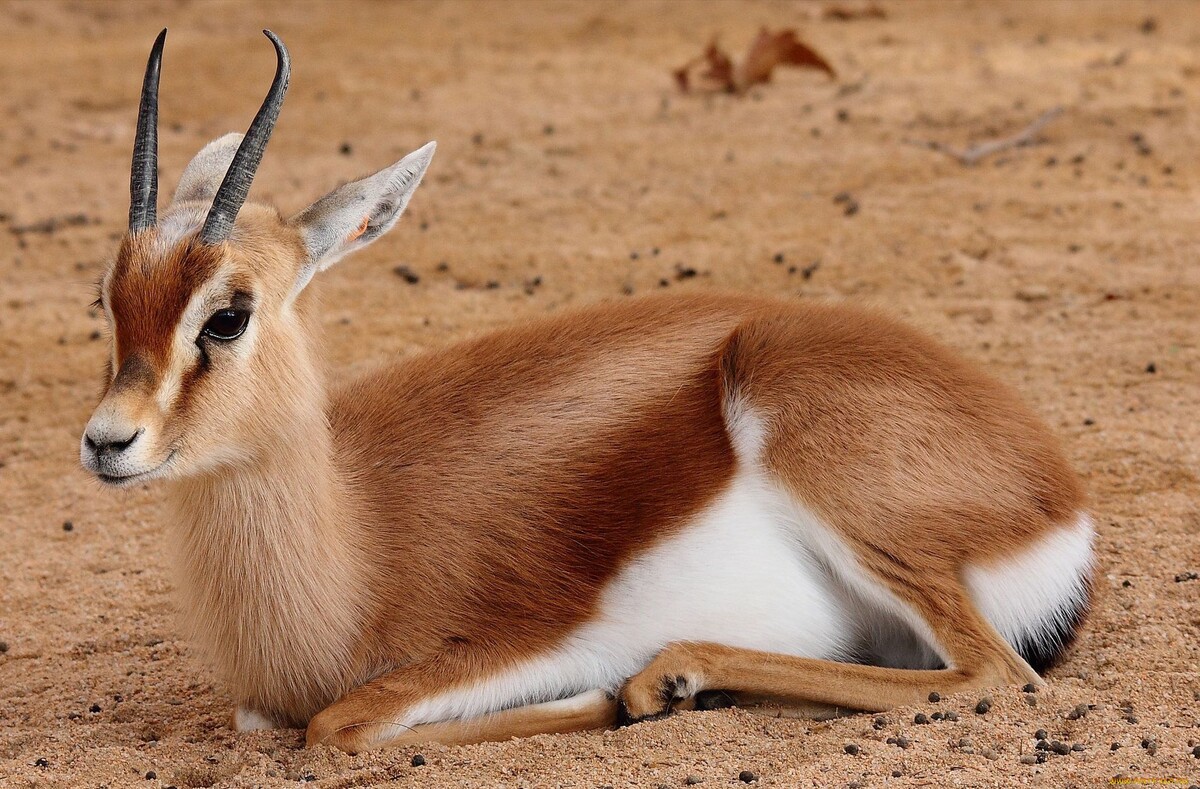 Фото с сайта: https://rutube.ru/video/6d49add49c47380dc865bd975d78f8bb/