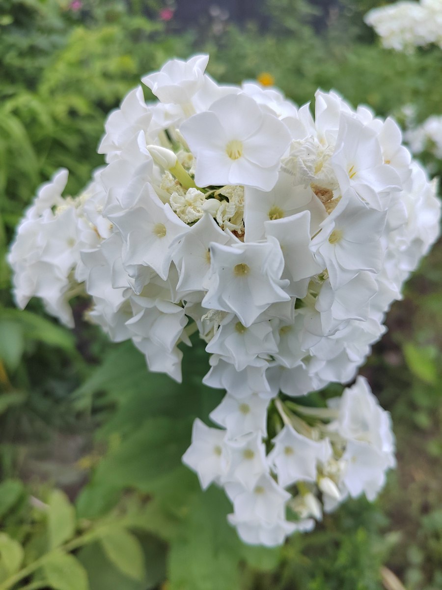 Белый флокс Давид