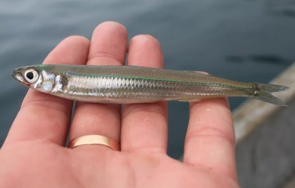 Фото с сайта: https://loo7.ru/kskursii-v-loo/morskaya-rybalka-v-loo