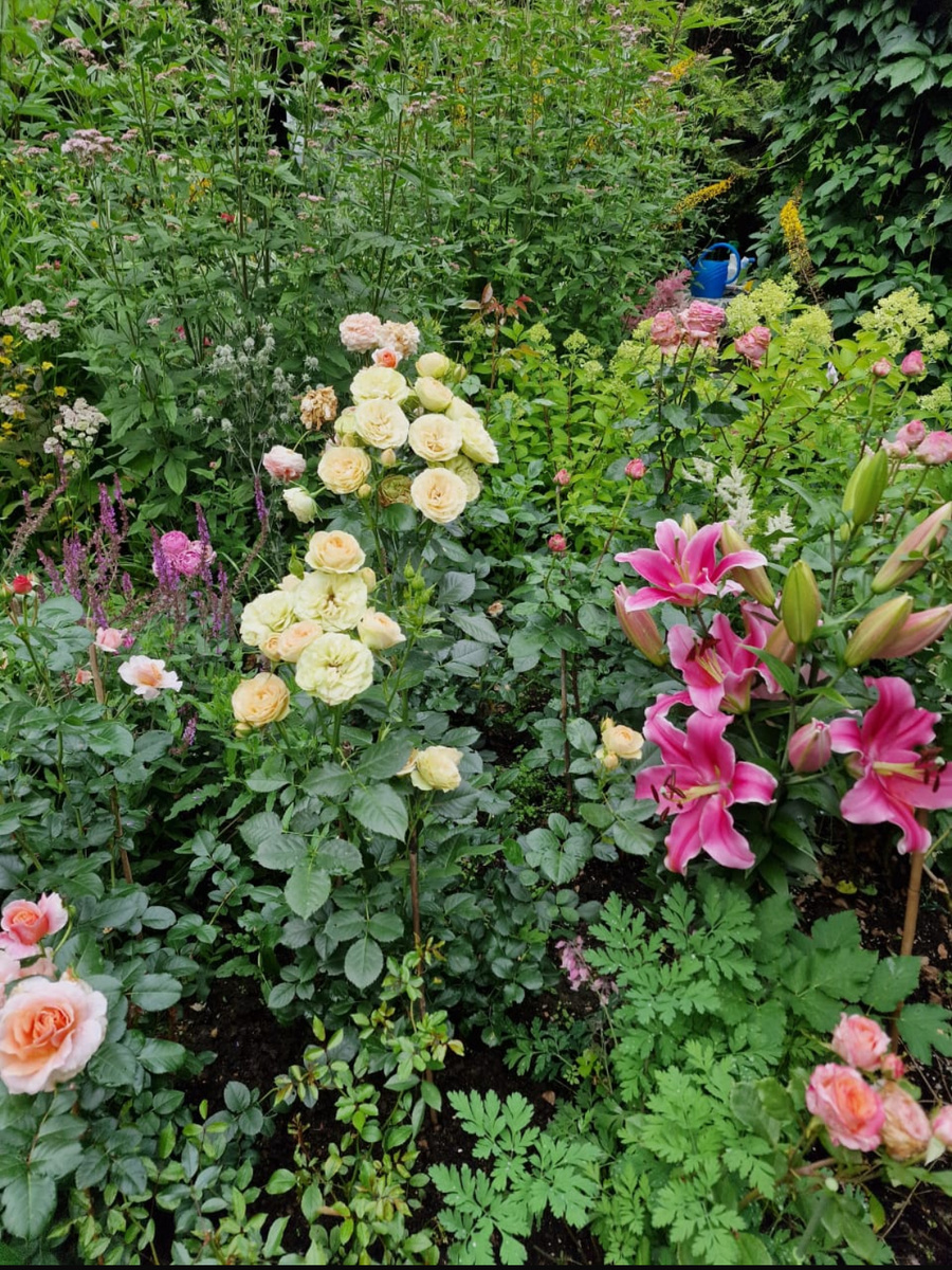  Мои садовые забавы. Розы, лилии, шалфей, посконник, бузульник, астранция, гортензии метельчатые. 