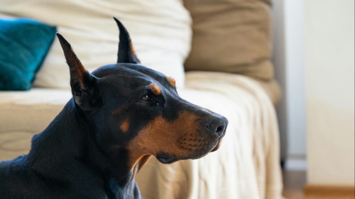    Для некоторых пород купирование остается стандартом, особенно на выставках. Но даже среди профессионалов все чаще звучат призывы отказаться от этой практики.