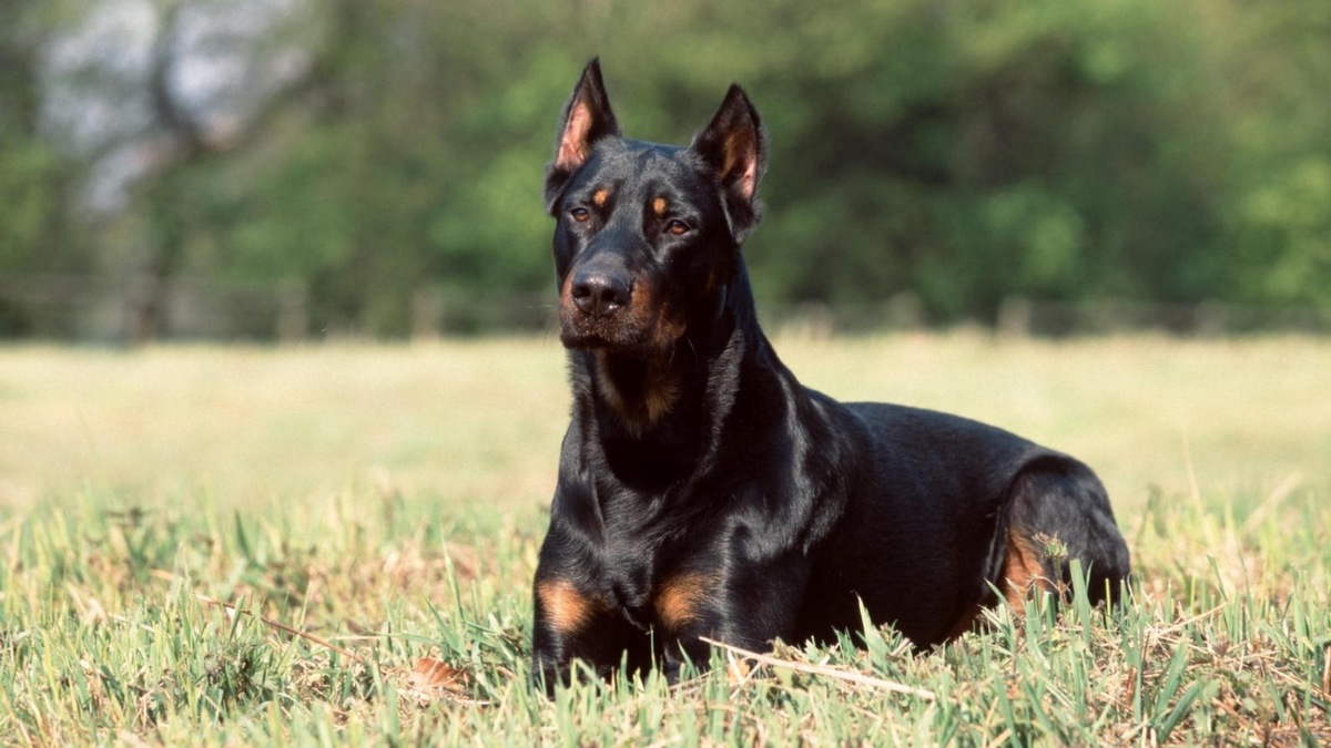    Традиции и эстетика — главные причины купирования. Но действительно ли внешний вид важнее комфорта и здоровья собаки?