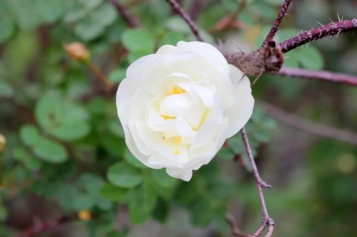    Тулякам рассказали, какие праздники отмечаются 20 июля