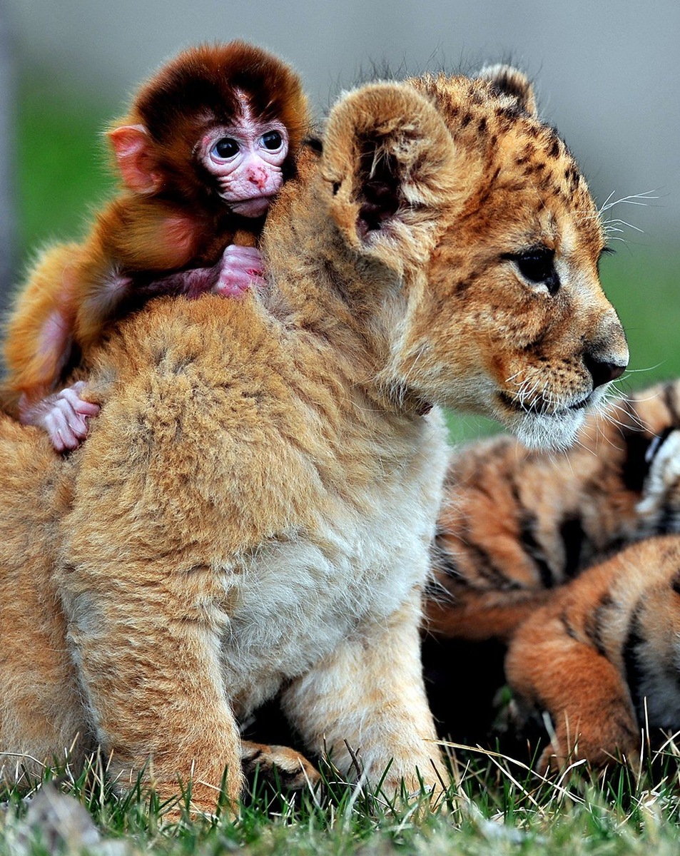 Тигр и обезьяна