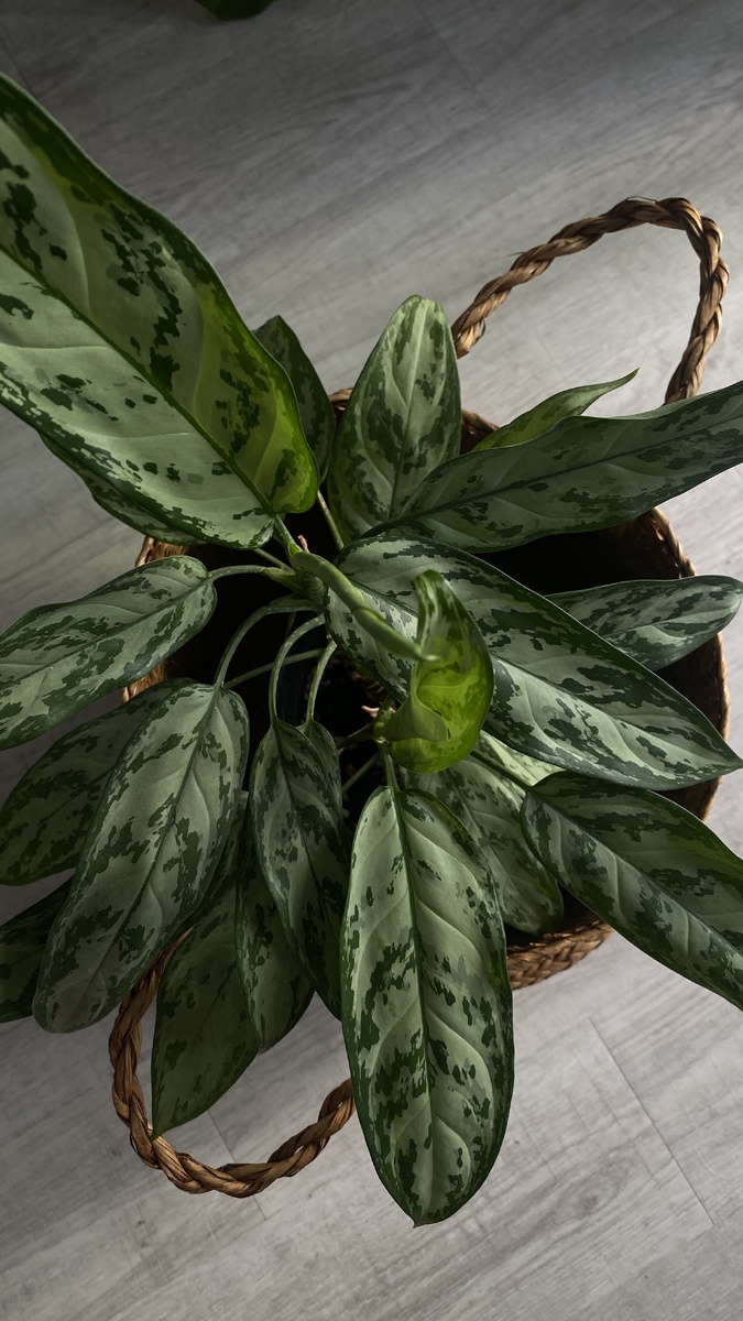 Моя малышка🌱