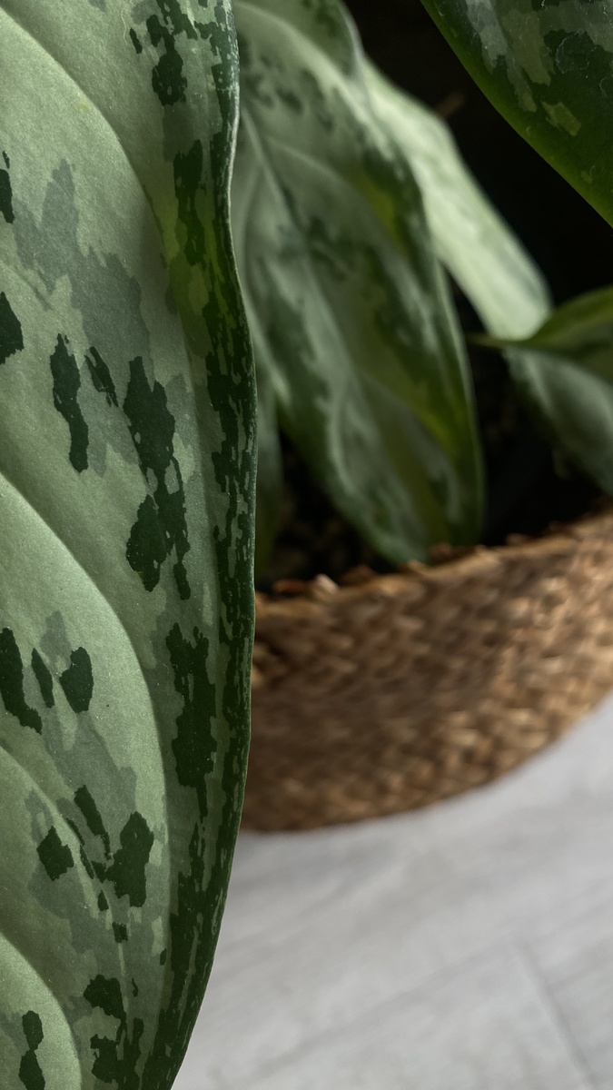 Лист очень пестрый и имеет различные оттенки зеленого цвета. 