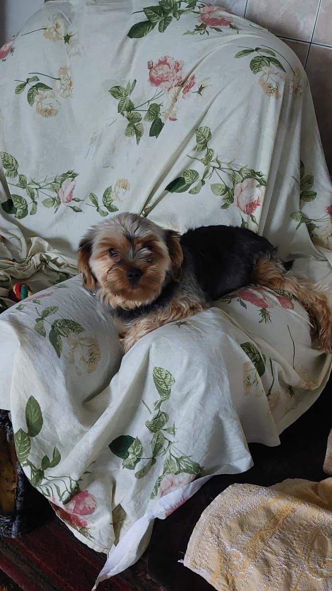 Теперь годовалый йорк Тотошка может и на диване полежать, а не только на цепи сидеть, как у прошлых хозяев.