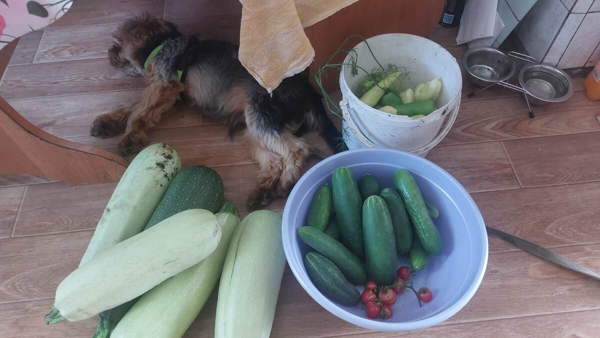 Собирал, охранял и .. нечаянно заснул.