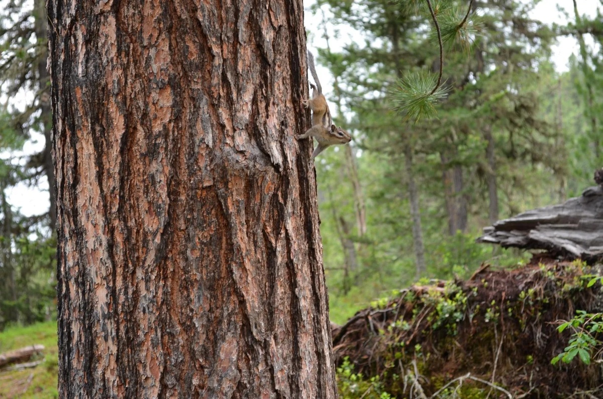 Хозяин тайги пожаловал