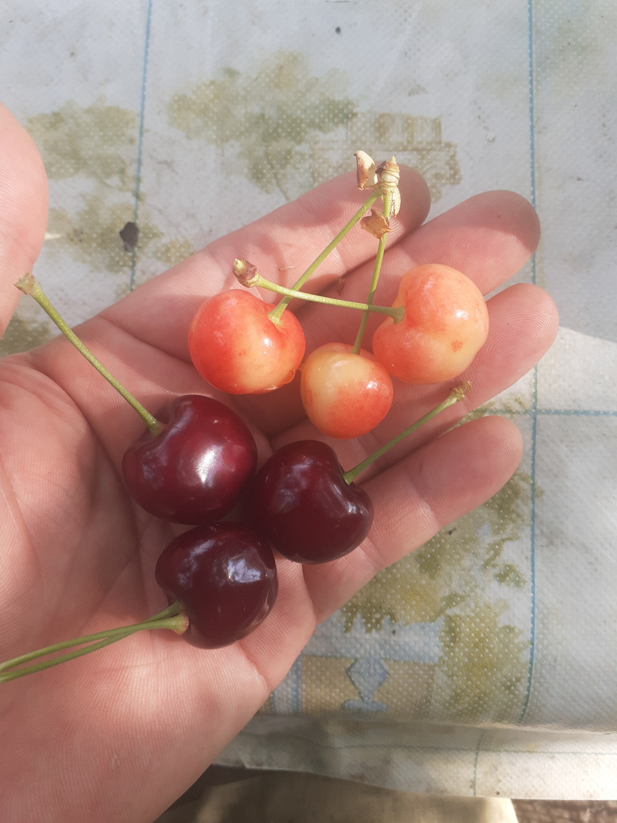 Крупноплодная оказалась не крупноплодной