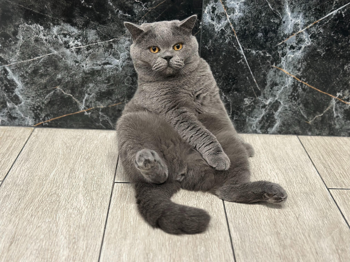 Как написала Даша: У этого парня всё хорошо 😀. Это Мартин, кот детей. 