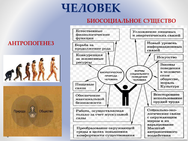 Человек - существо биосоциальное, он обладает всеми свойствами живого, а также не может жить вне общества