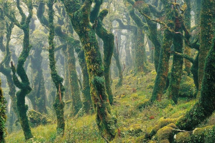 Лес Гоблинов. Новая Зеландия. Фото взято из открытого доступа. 