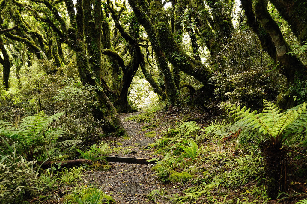 Лес Гоблинов. Новая Зеландия. Фото взято из открытого доступа. 