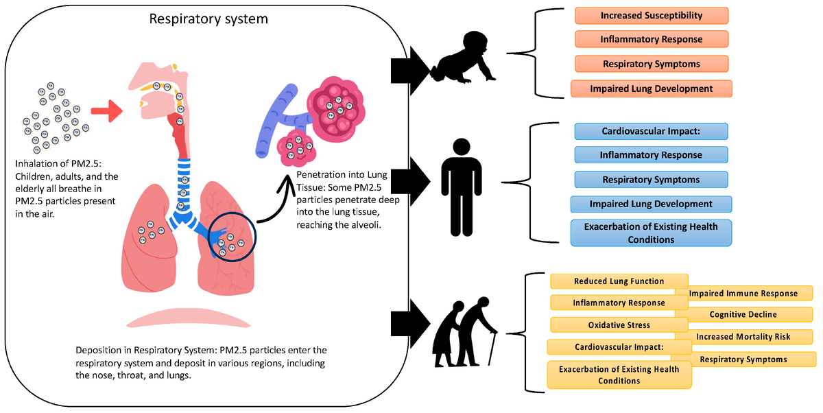 Механизмы токсического воздействия твердых частиц PM2,5 на детей, взрослых и пожилых людей.