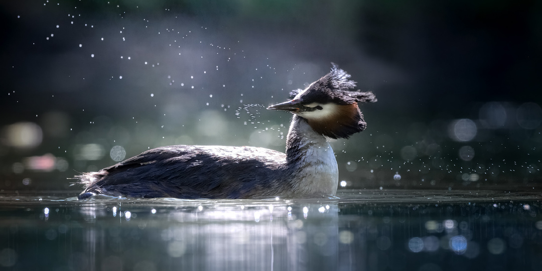 Чомга - королева озера. Фоторассказ об удивительной водоплавающей птице из красной книги Москвы.