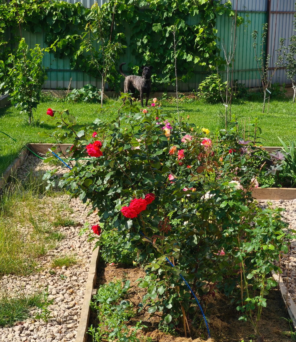 Моя помощница во всех садовых делах