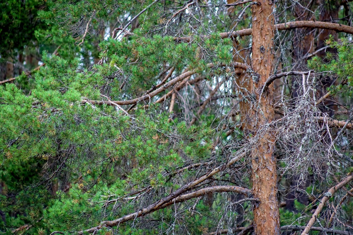 План восстановления лесов на нынешний год превышает 157 тысяч га..  Фото: ФедералПресс / Елена Майорова