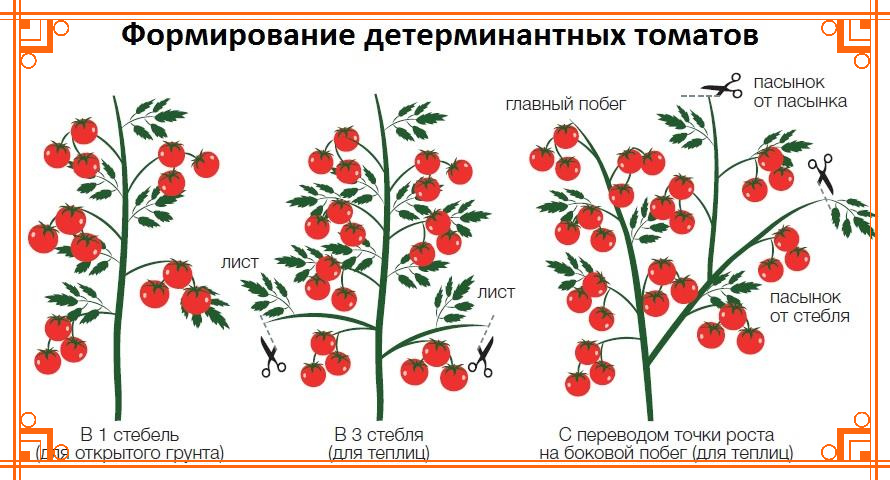 Фото из интернета. Как формировать детерминантные сорта помидор