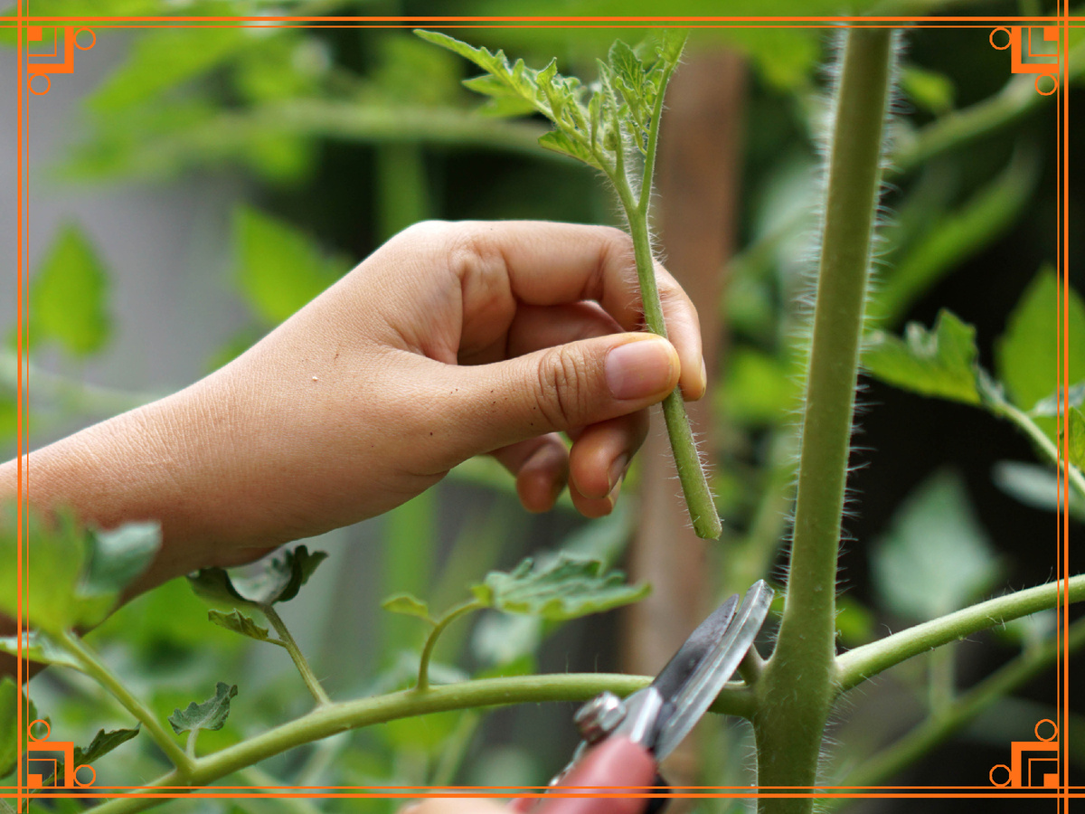 Фото из интернета. Как обрезать помидоры