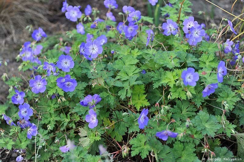 Герань Rozanne