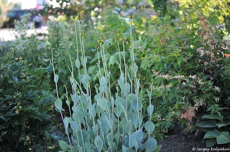 Сизая листва рудбекии гигантской