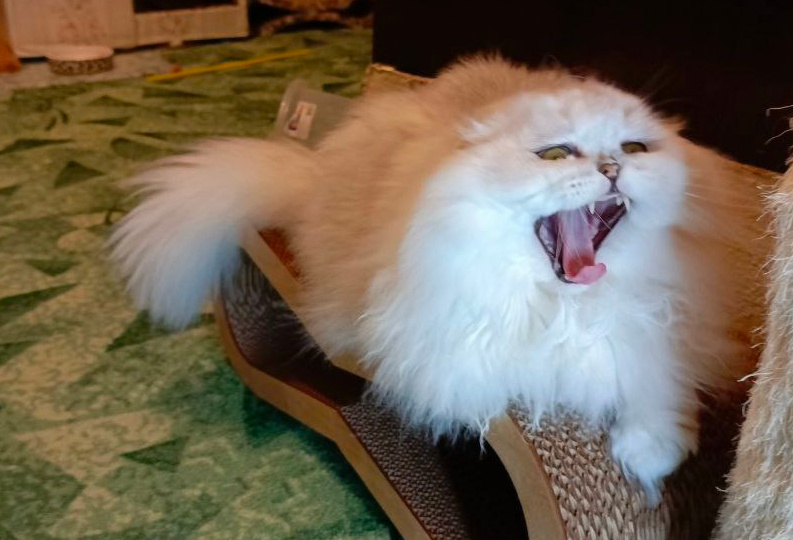 Когда рвота у кошки требует обращения к ветеринару?