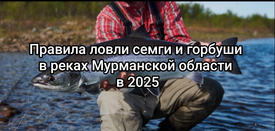 Правила ловли семги и горбуши в реках Мурманской области