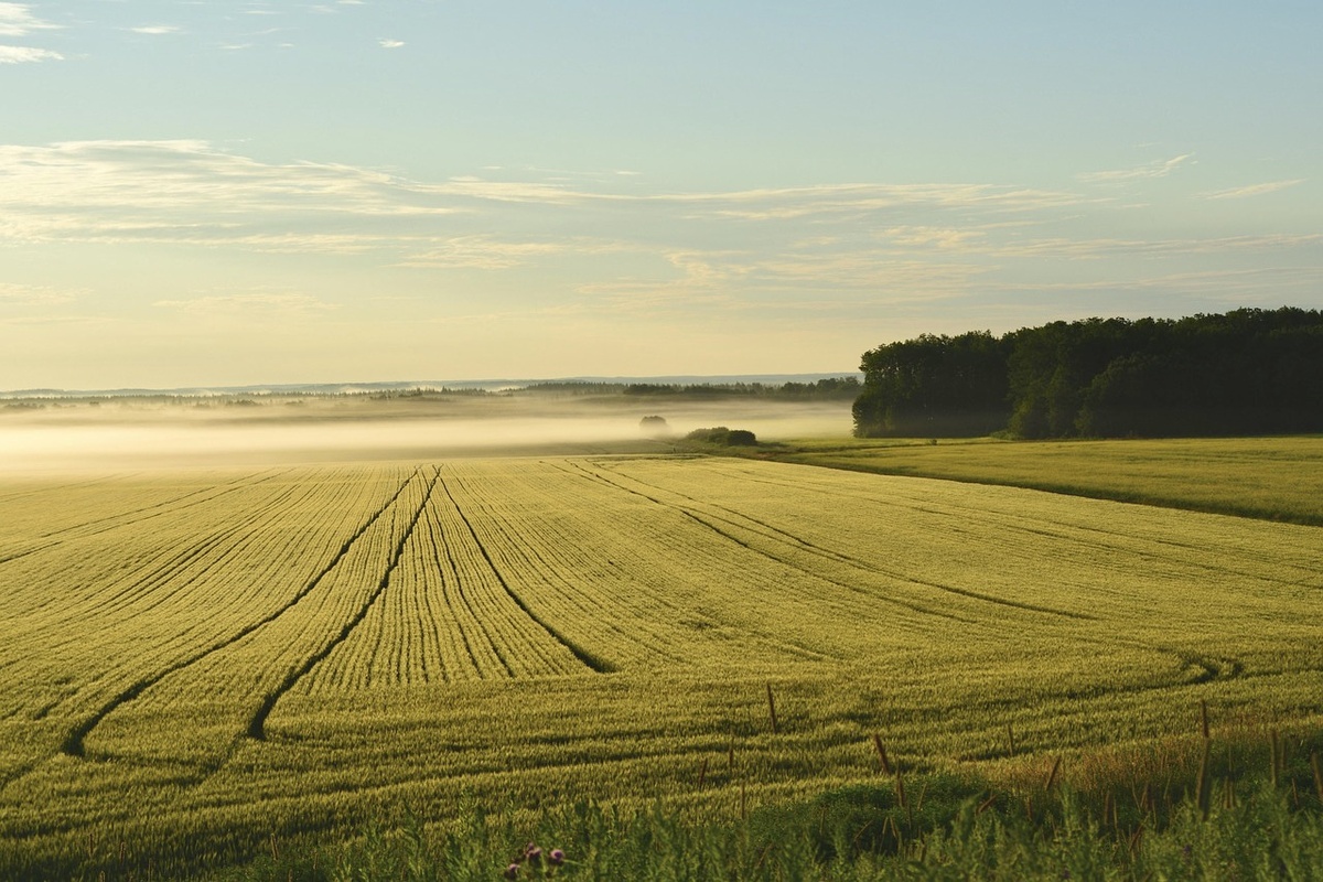 Фото взято с Pixabay