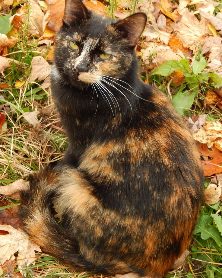 Фото с tr.pinterest.com для примера