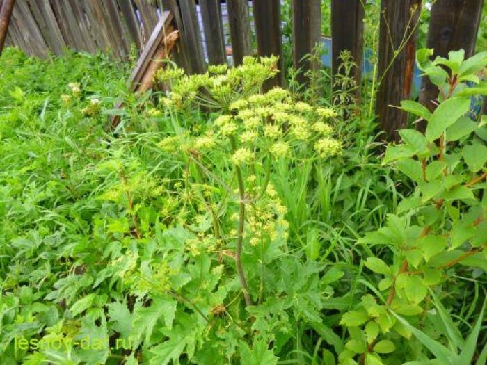 Так выглядит борщевик сибирский (фото с блога "Лесная кладовая")