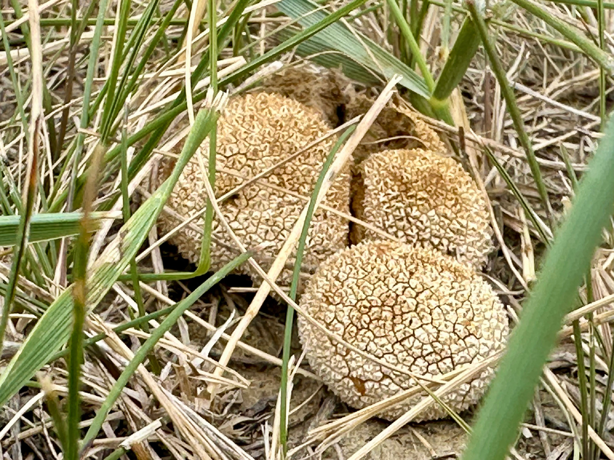 Грибы в степи.